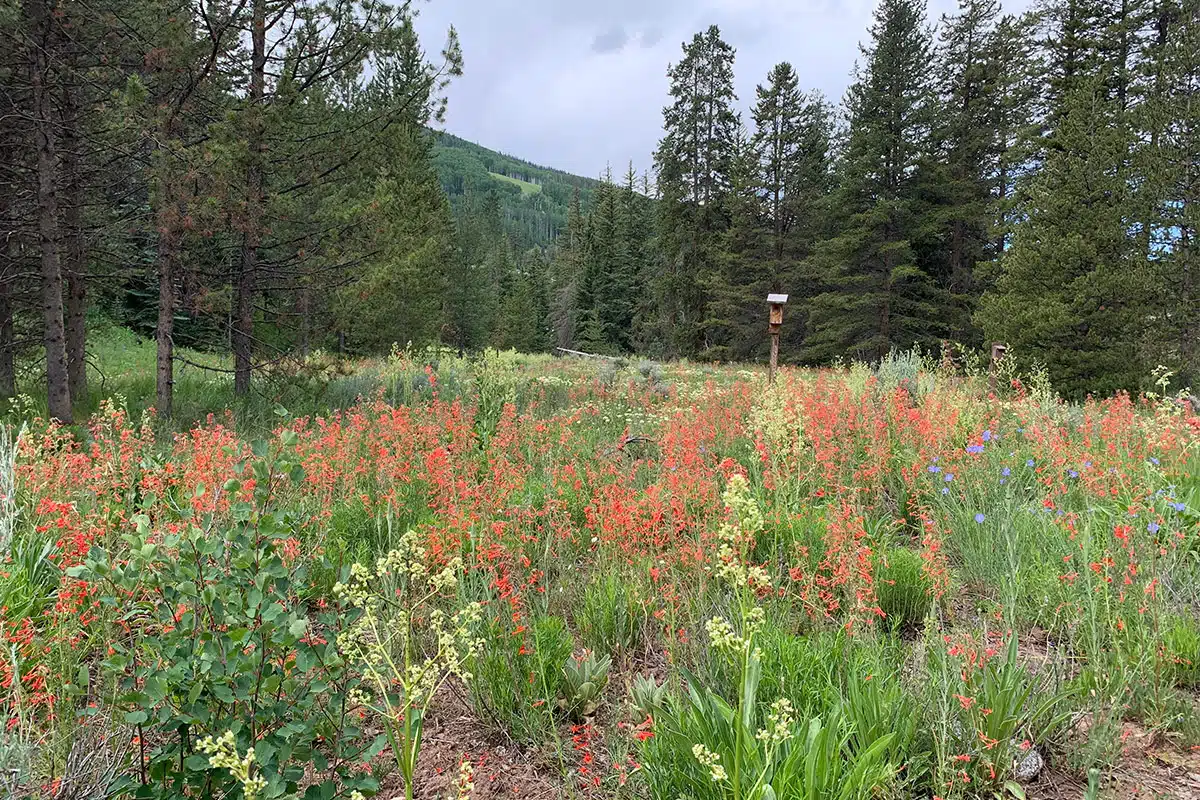 Colorado Wildflowers You’ll See in Vail :Vail Transportation Colorado Wildflowers You’ll See in Vail